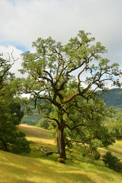 DSC_6813 (Large).JPG